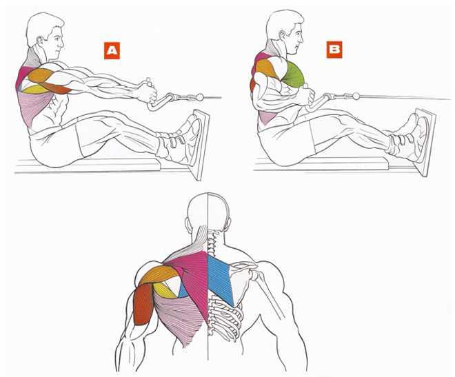 Как прокачать крылья спины - упражнения на широчайшие мышцы