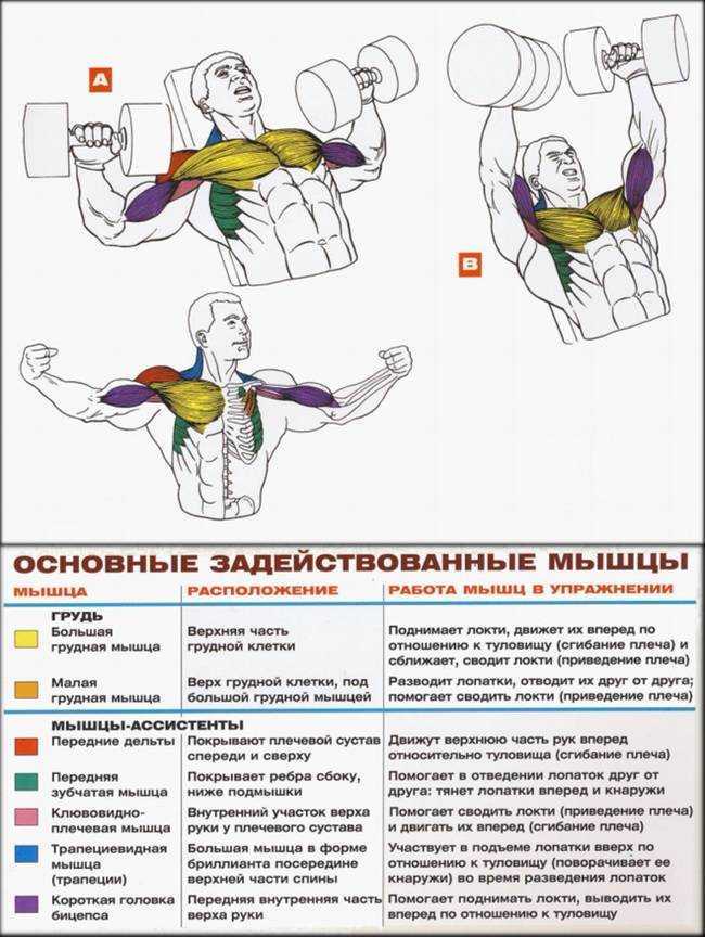 Как накачать грудь гантелями мужчине: программа тренировок
