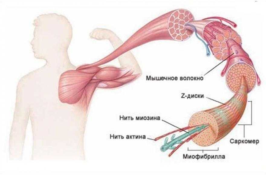 Как растут мышцы: анатомия и физиология
