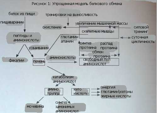 Обмен белков (метаболизм белков) в организме человека: этапы и процессы | irksportmol.ru