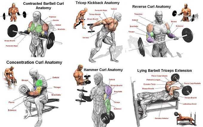 Тренировка на грудь, бицепс: эффективная трехдневная программа упражнений для действенной прокачки мышц
