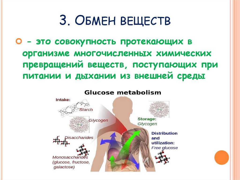 Алгоритм метаболизма