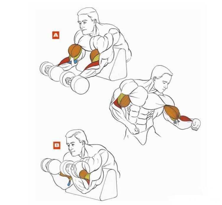 Подъем гантелей на бицепс с вращением кисти наружу позволяет эффективно проработать двуглавую мышцу плеча Достигаем максимального результата в тренировках