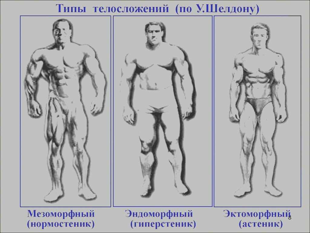 Типы телосложения, как определить свой и скорректировать программу тренировок