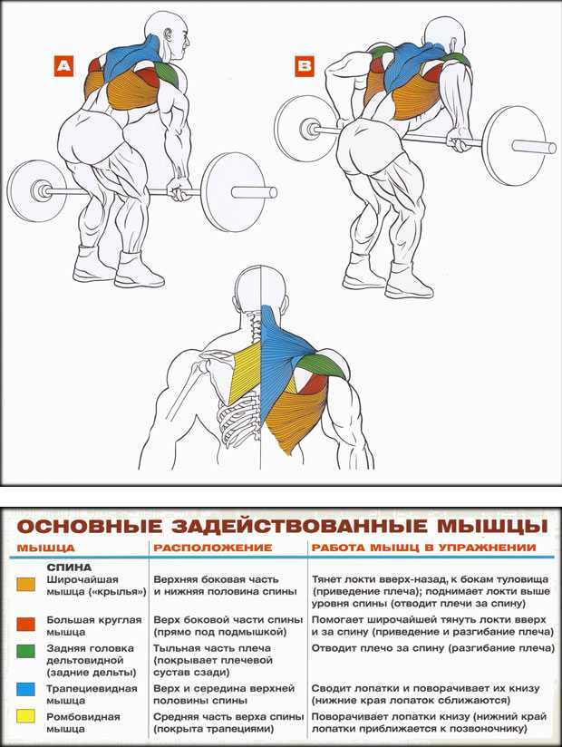 Упражнения и тренировки на ширину спины