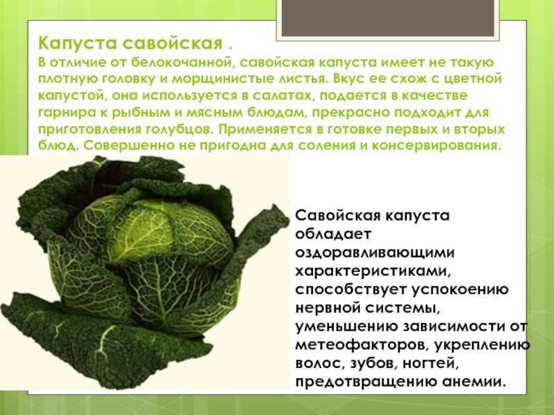 Цветная капуста - польза и вред для здоровья, полезные свойства и противопоказания