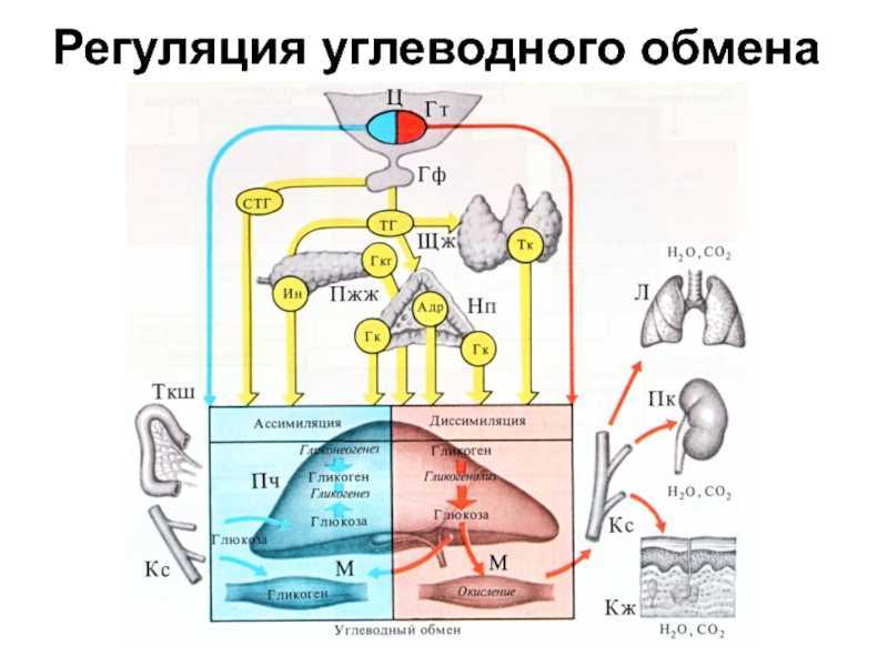Как проходит обмен углеводов в организме человека, его регуляция, процессы и этапы Биохимия и особенности углеводного обмена кратко и простыми словами
