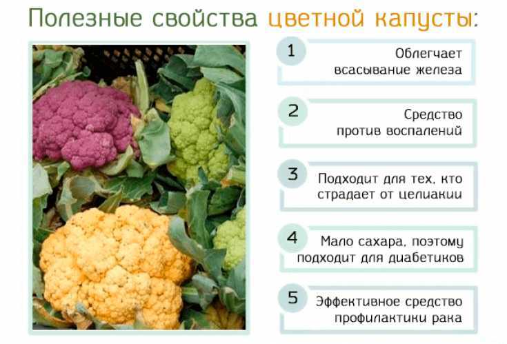 Цветная капуста - описание, полезные и вредные свойства, состав, калорийность, фото разных сортов