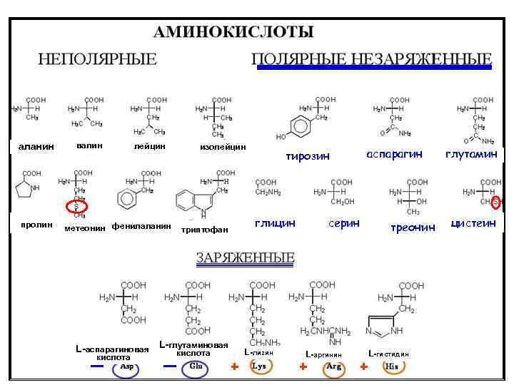 Аргинин – важнейшая аминокислота в организме