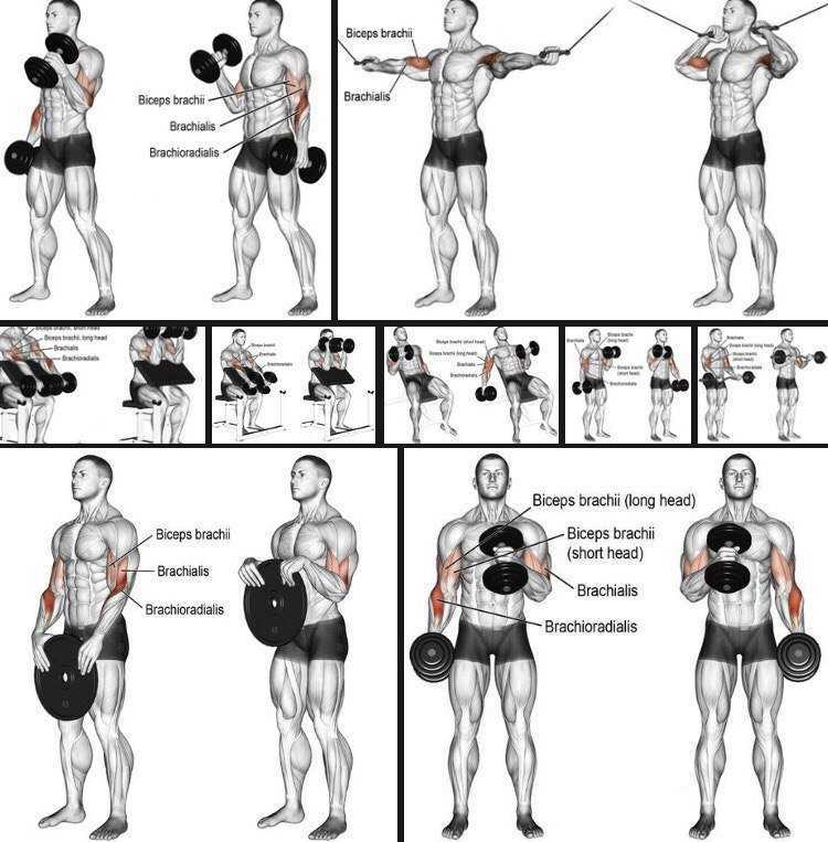 Спина и бицепс – как лучше тренировать эти группы мышц, в один день или в разные Какие и в каком порядке делать упражнения в том и в другом случае