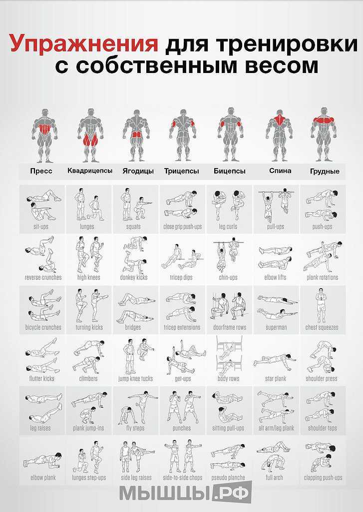 Упражнение обратная планка: как правильно делать, какие мышцы работают - фото стойки