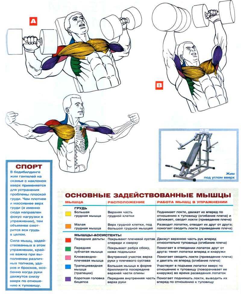 Как накачать большую грудь: базовые упражнения и тренировки на прокачку грудных мышц
