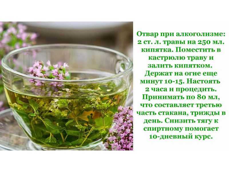 Иван чай - полезные свойства, состав и противопоказания (+7 фото)