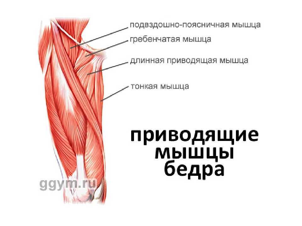 Сухожилия четырехглавой мышцы бедра (прямой мышцы): тенденит, растяжения, разрывы – лечение и восстановление – отделение травматологии – государственная больница цкб ран