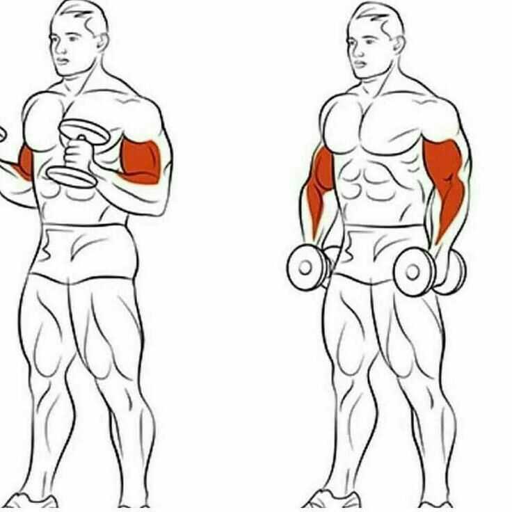 Базовые упражнения для рук: как накачать большие руки эффективно?
