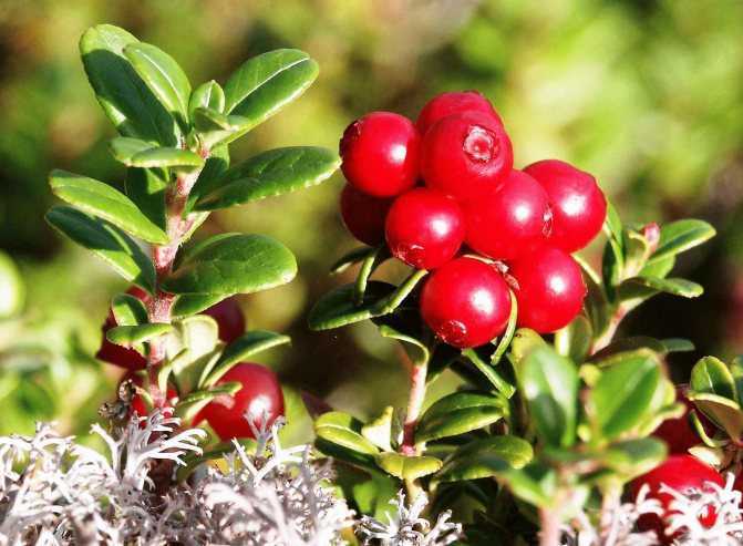 Брусника: полезные свойства и противопоказания ягоды
