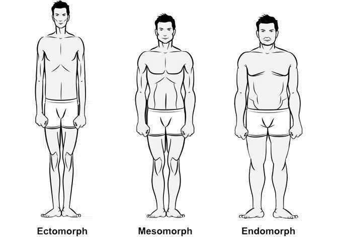 Эктоморф, мезоморф, эндоморф - как определить?