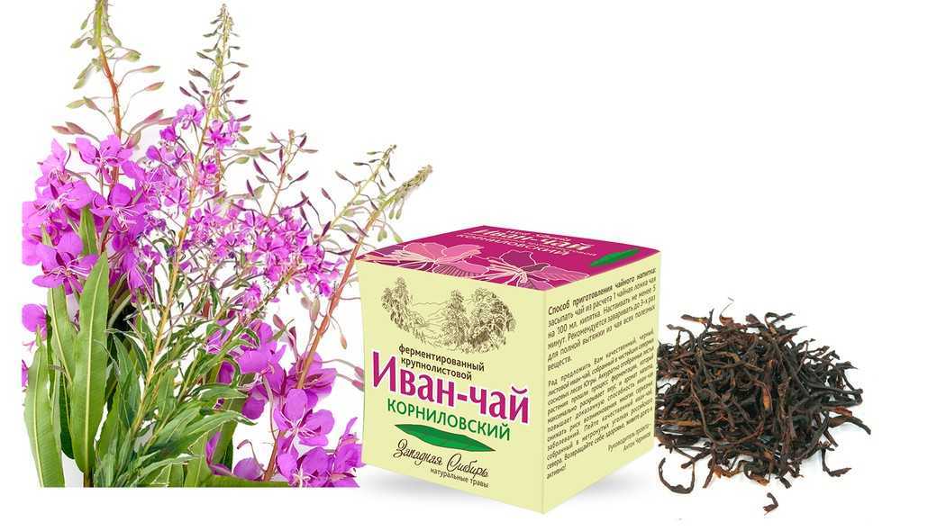 Иван-чай - трава, что дарит здоровье и долголетие