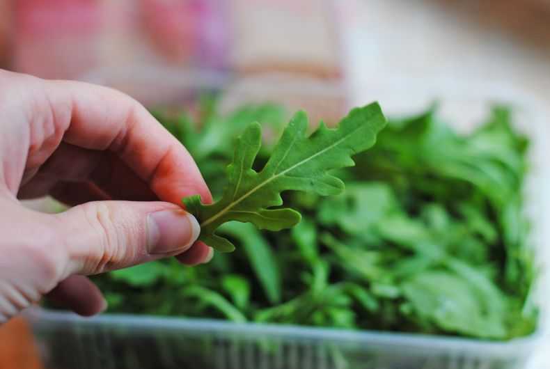 Салат руккола польза и вред как сажать и выращивать