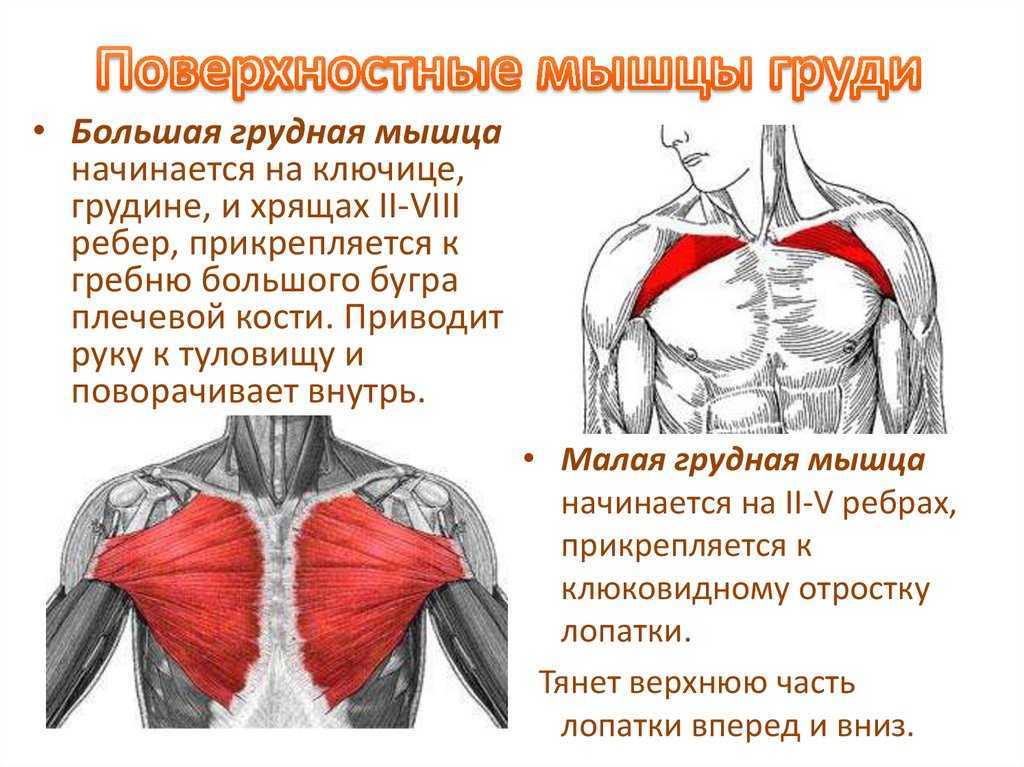 Упражнения для грудных мышц для мужчин в тренажерном зале