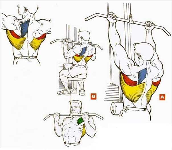 Упражнения на широчайшие мышцы спины в домашних условиях для мужчин - kak-nakachat.pro