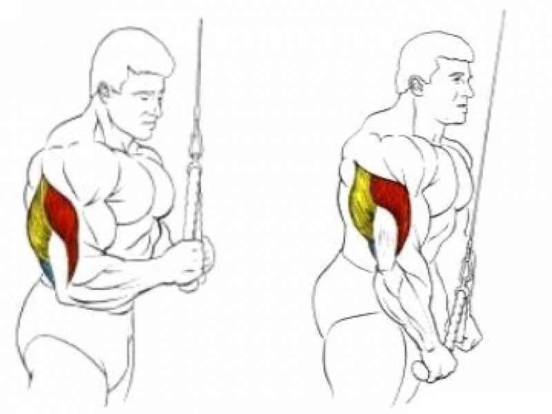 Разбираем технику калифорнийского жима для эффективной проработки трехглавой мышцы плеча Отличия от других подобных упражнений, полезные рекомендации