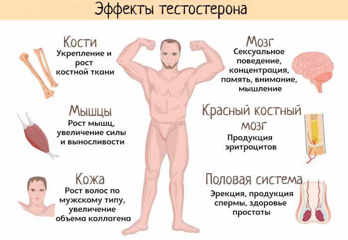 Тестостерон у мужчин — гормон победителей и королей