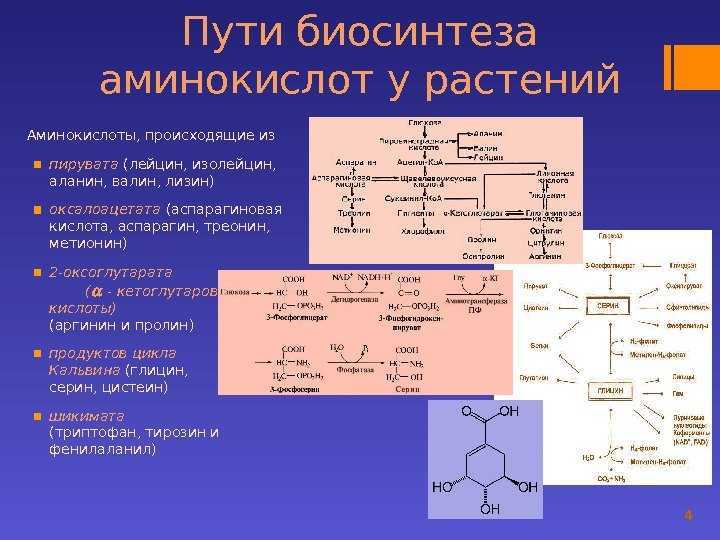 20 основных аминокислот с химическими формулами