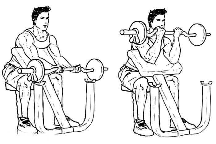 Сгибание рук на скамье скотта: техника и варианты упражнения