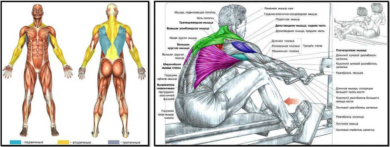 Широчайшая мышца спины (боль с внутренней стороны лопатки)
