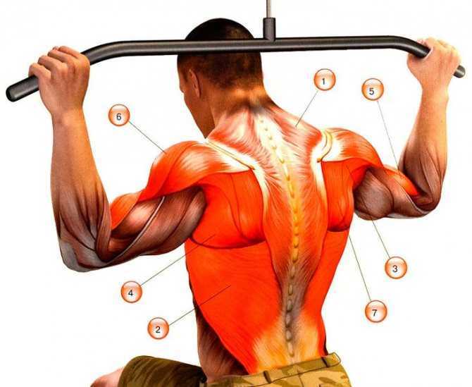 Топ лучших упражнений на широчайшие мышцы спины