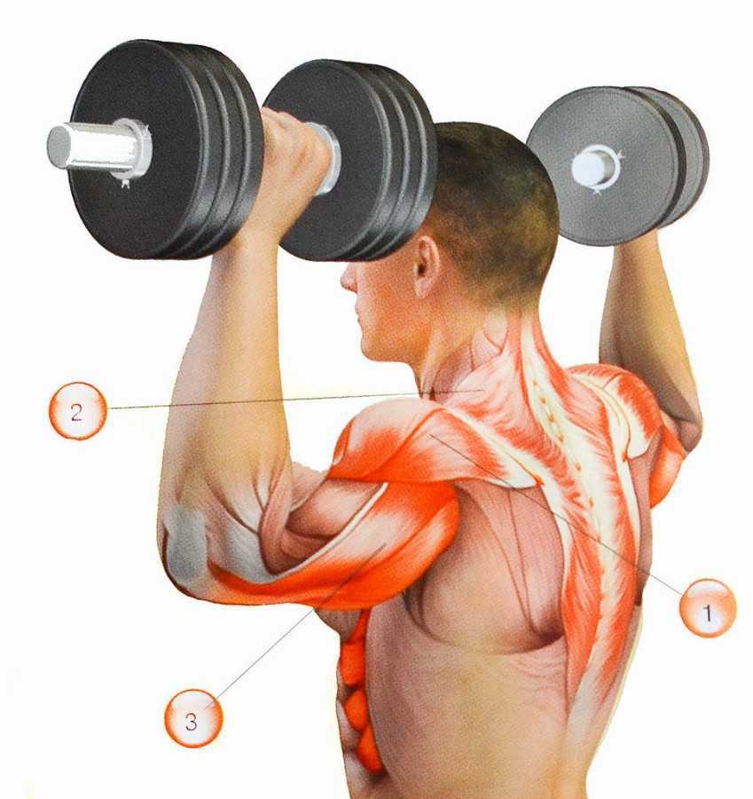Тренировочные программы для занятий на брусьях. какие мышцы качаются при выполнении упражнений на брусьях