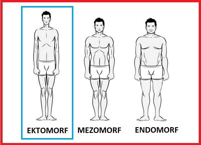 Эктоморф, мезоморф, эндоморф: связь телосложения с психическими особенностями, болезнями и поведением