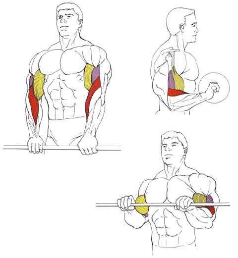 Как накачать мышцы предплечья