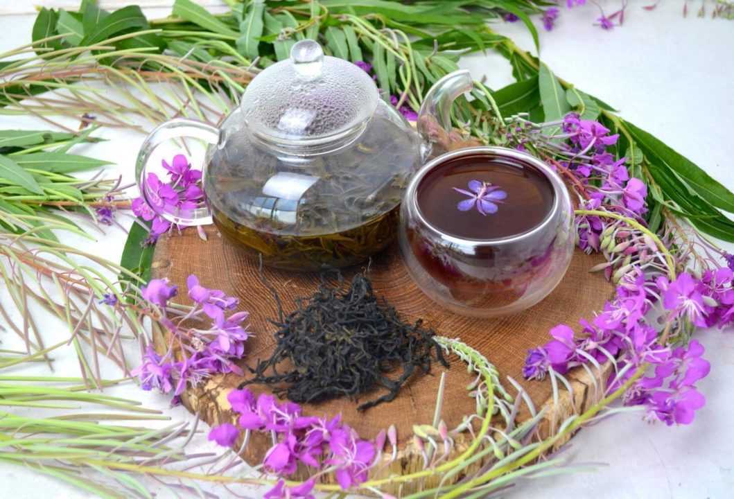Иван-чай: лечебные свойства и противопоказания, как принимать