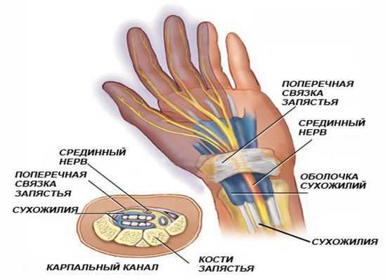Эффективные упражнения для развития мышц кистей. как накачать пальцы рук и запястье | ripa-russia.ru