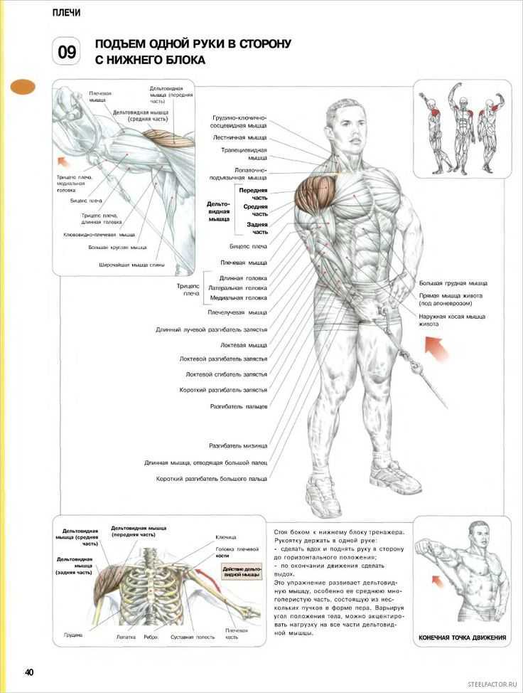 Как накачать плечи? упражнения для дельтовидных мышц