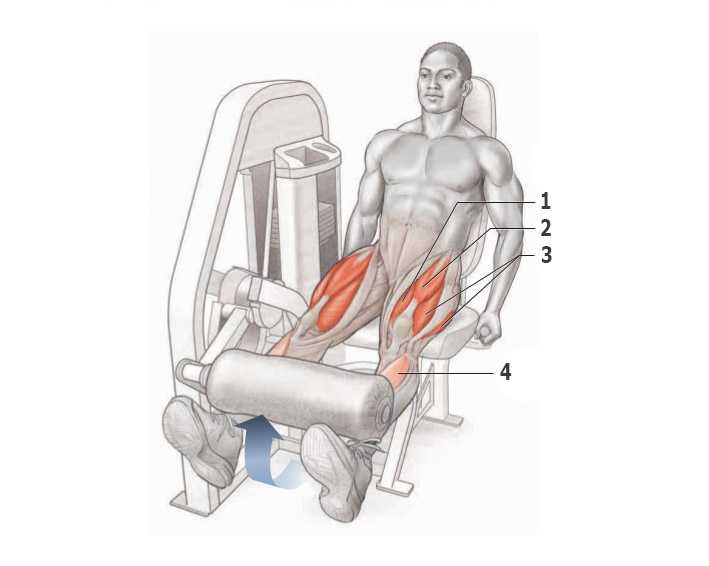 Квадрицепс: строение, особенности и комплекс самых эффективных упражнений для прокачки мышц бедра