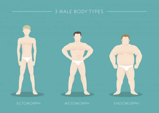 Характеристики соматотипов эктоморфа, мезоморфа и эндоморфа Особенности для мужчин и женщин Как определить свой тип сложения Питание и тренировки