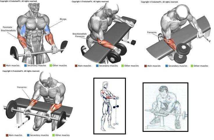 Объем силовых тренировок улучшает гипертрофию мышц: обзор исследований. часть 1