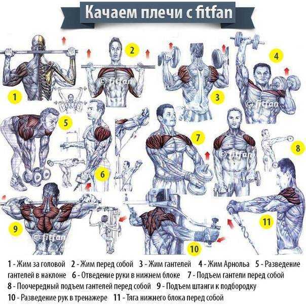 Упражнения на плечи (дельты) с гантелями как правильно тренироваться