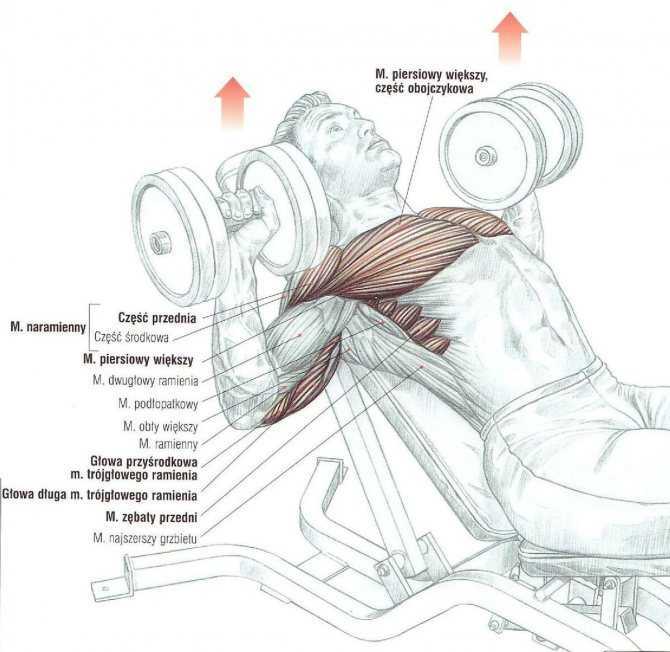 Тренировка бицепса на массу – лучшие упражнения для роста двуглавой мышцы
