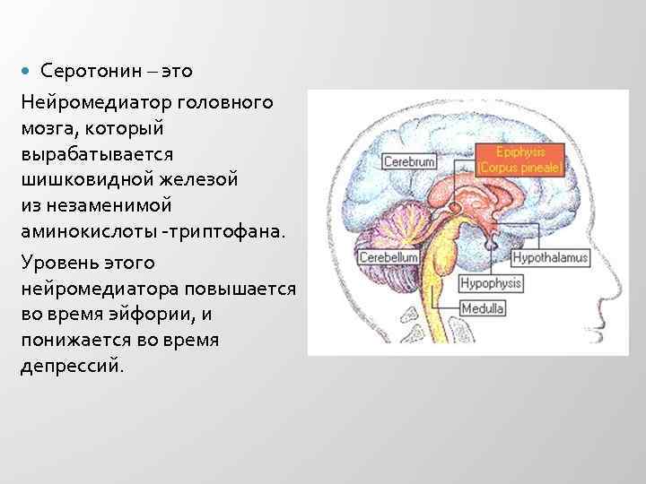 Нейромедиаторы – функции и роль нейротрансмиттеров в борьбе со старением головного мозга