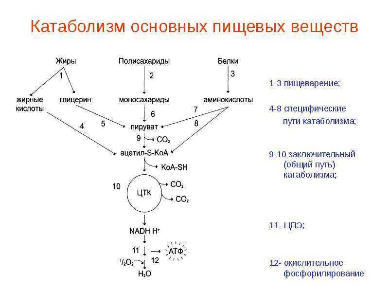 Глава 8. введение в метаболизм. биологическая химия