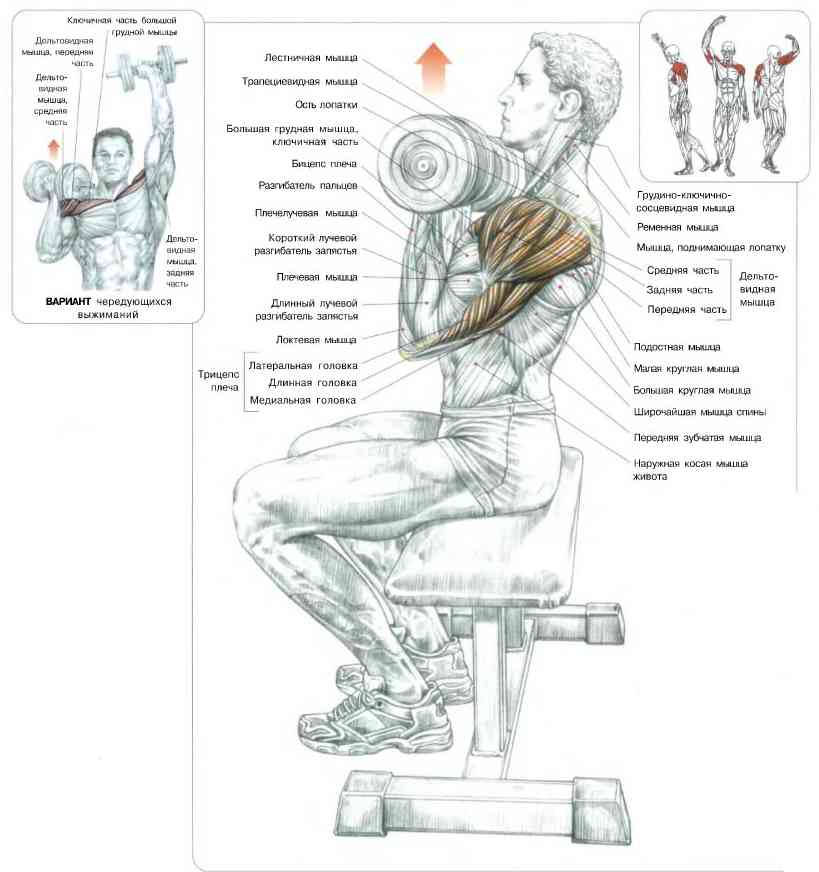 Жим арнольда: техника выполнения сидя с гантелями и стоя - какие мышцы работают