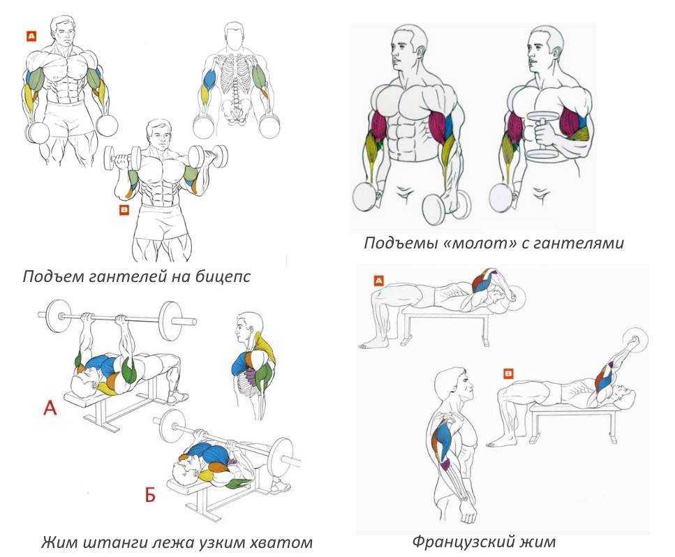 Изолирующие упражнения: отличия от базовых, список по группам мышц