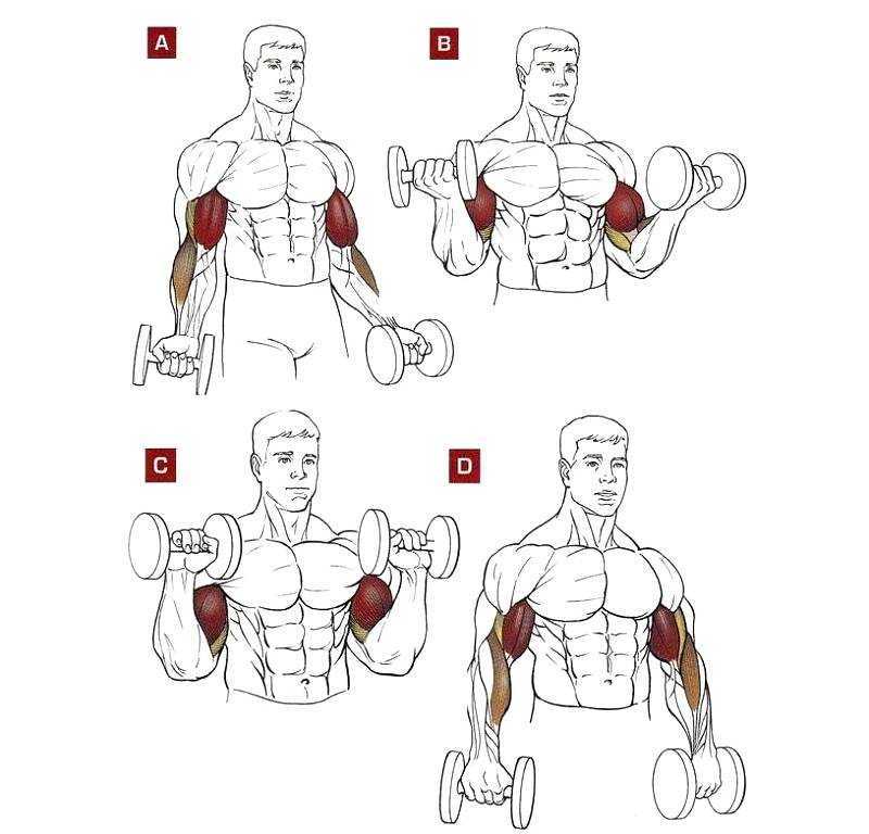 Разгибание рук в наклоне с гантелями используется для изолированной проработки мышц задней поверхности плеча Техника и особенности тренировки трицепса