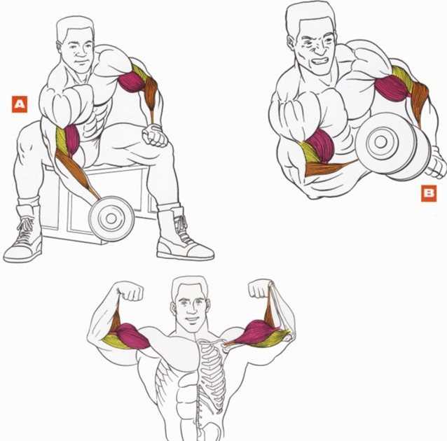 Базовые упражнения для набора мышечной массы и изолирующие для рельефа