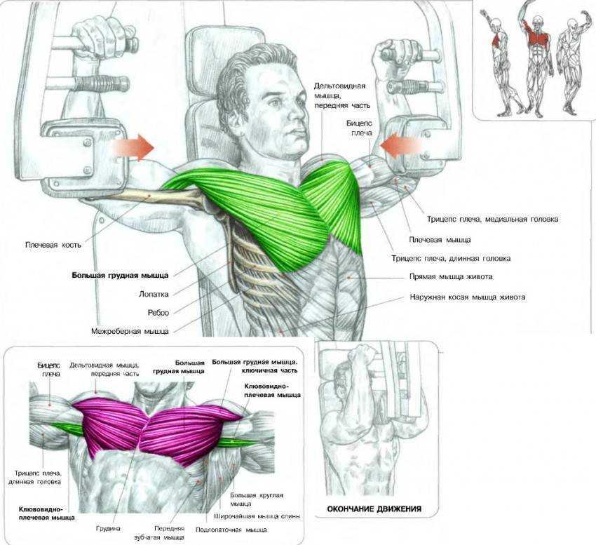 Как накачать грудные мышцы: программа упражнений для зала и дома