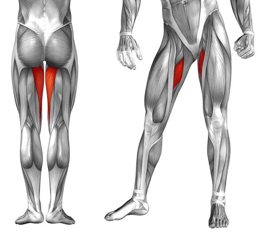 Упражнения на заднюю поверхность бедра: как укрепить мышцы дома и в зале | xn--90acxpqg.xn--p1ai